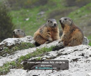Frases para desear feliz día de la marmota