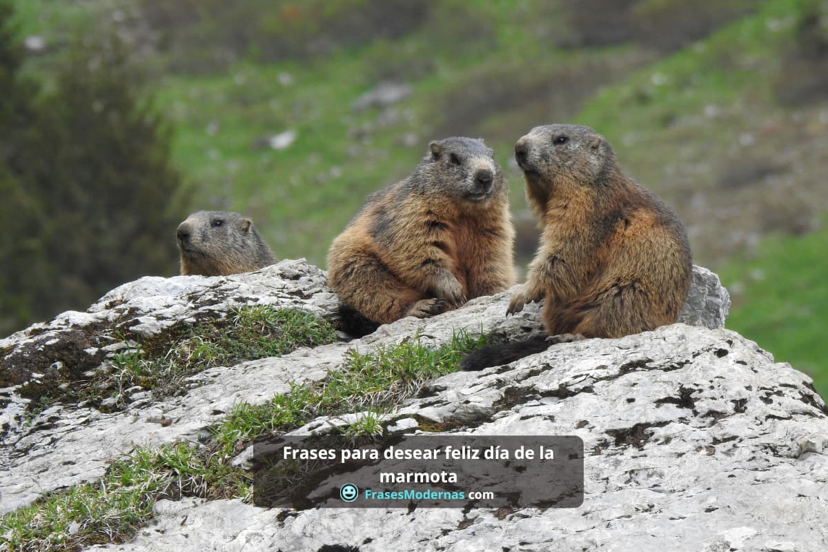 Frases para desear feliz día de la marmota